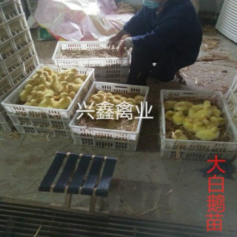 大白鹅苗