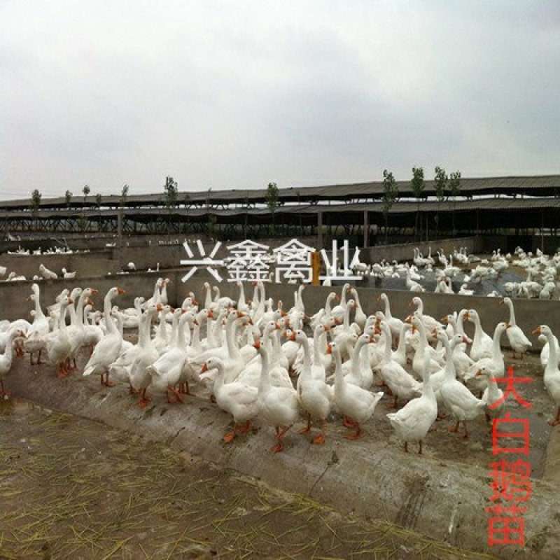大白鹅苗