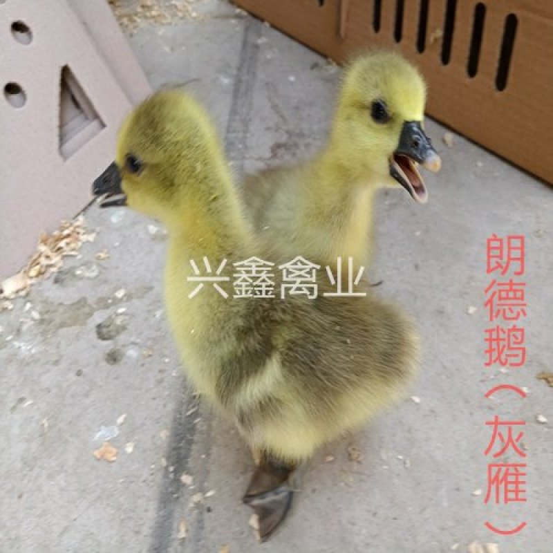 朗德鹅苗