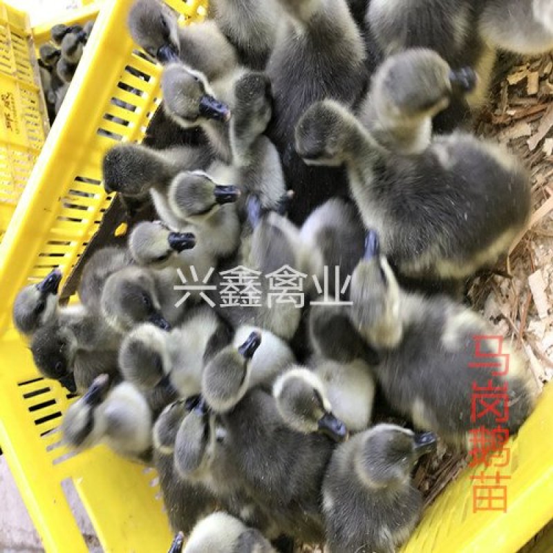 马岗鹅苗