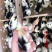 贵妃鸡苗
