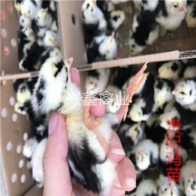 贵妃鸡苗