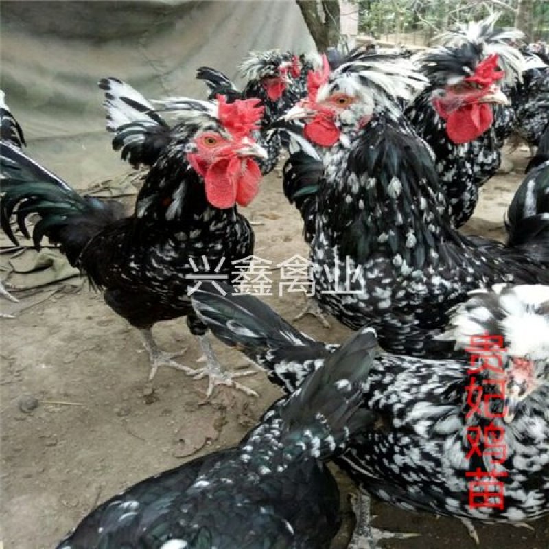 贵妃鸡苗