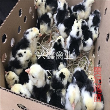 贵妃鸡苗