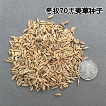 冬牧70黑麦草种净籽20斤/亩可货到付款