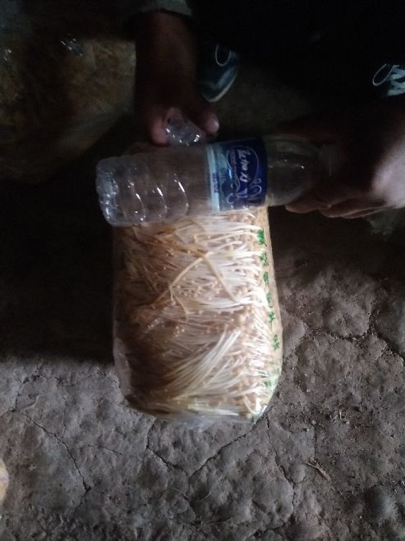 黄金针菇