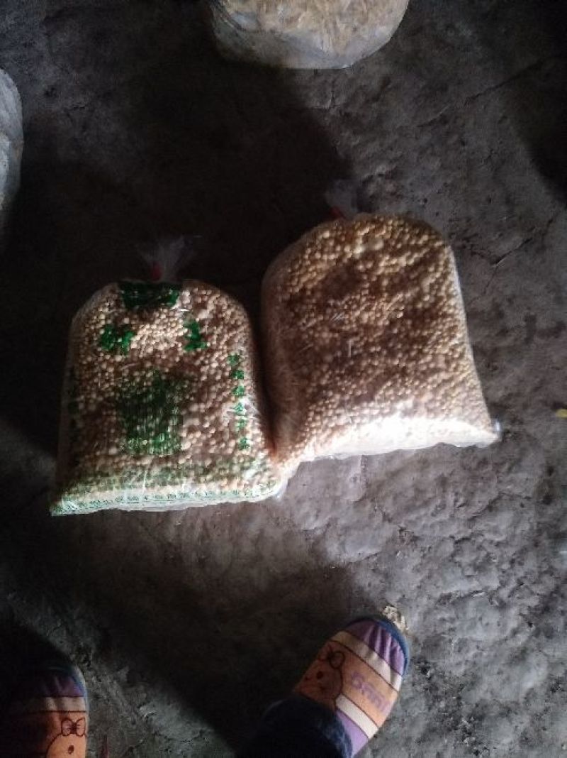 黄金针菇