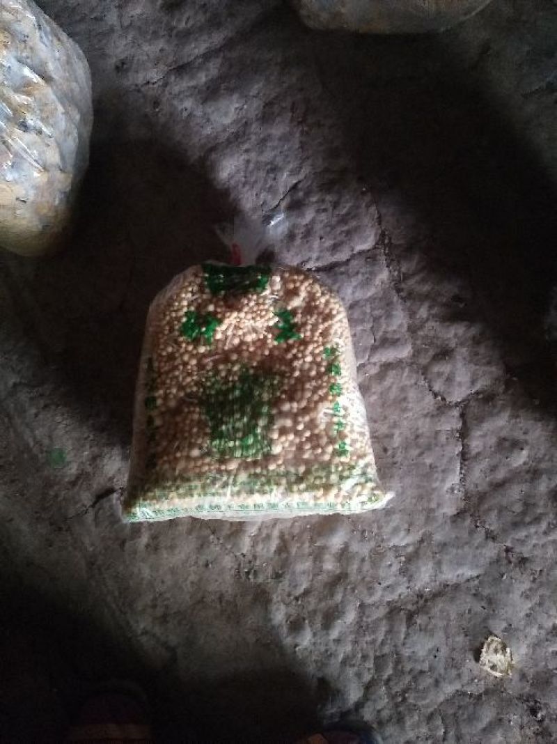 黄金针菇