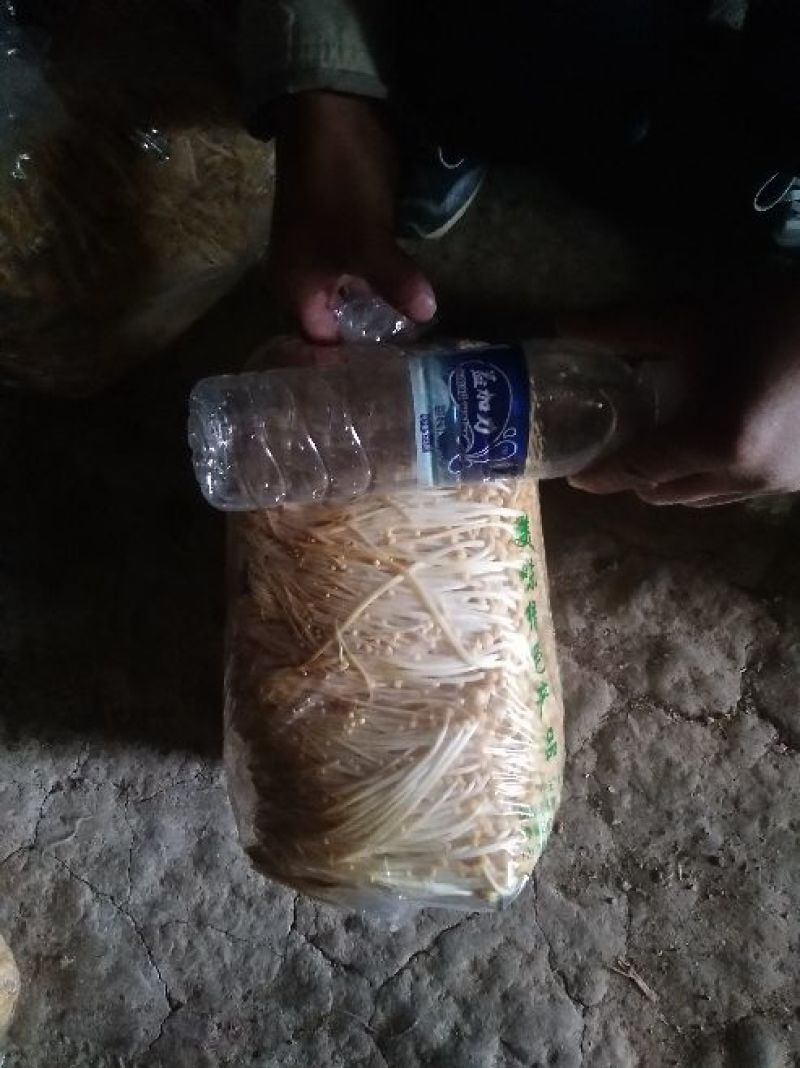 黄金针菇