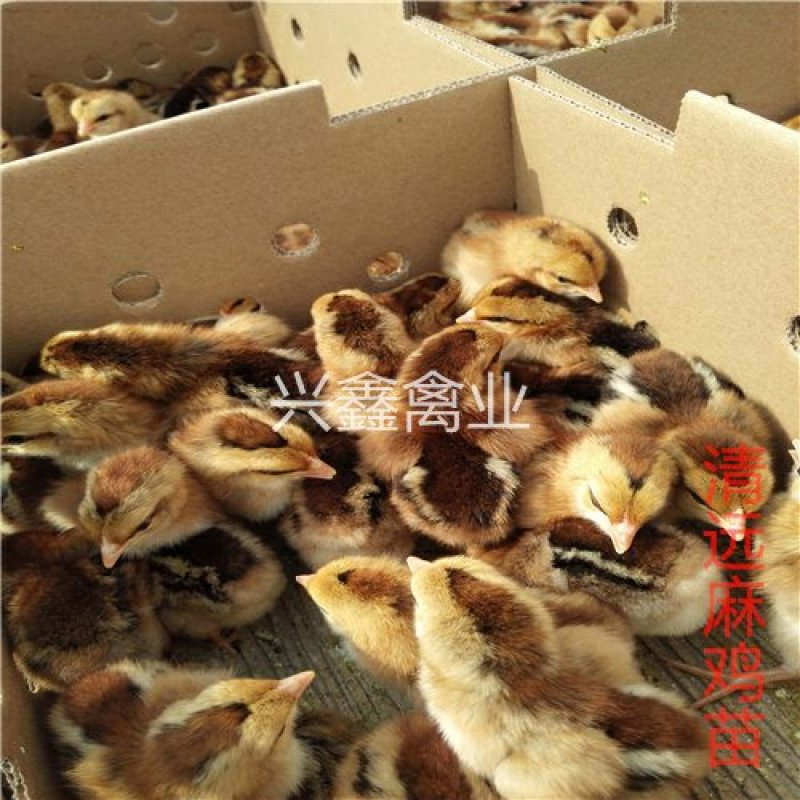 清远麻鸡苗