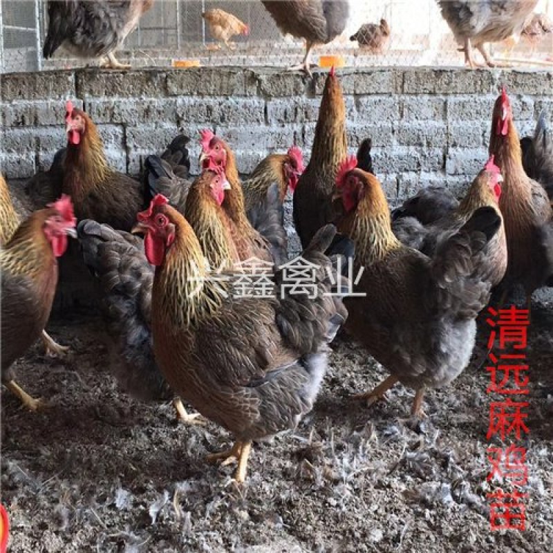 清远麻鸡苗
