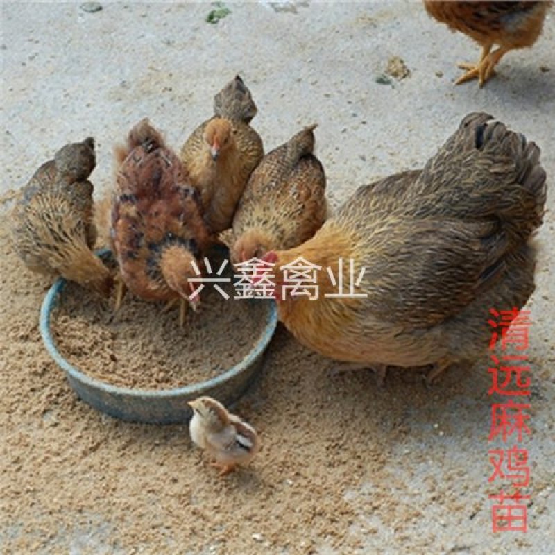 清远麻鸡苗