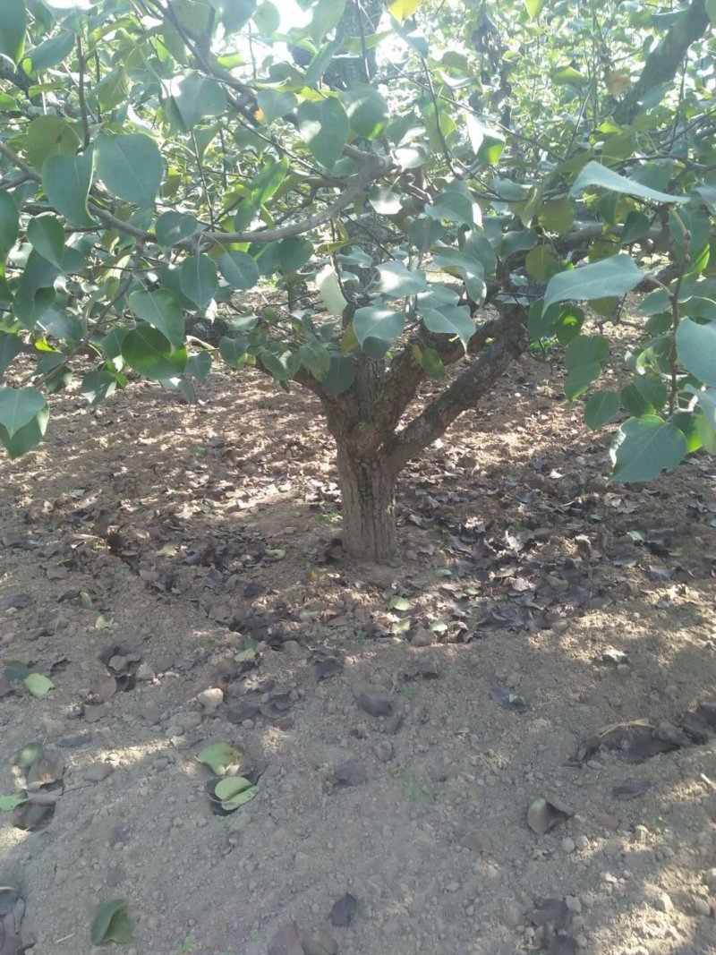 大量出售梨树，18一35有2000棵
