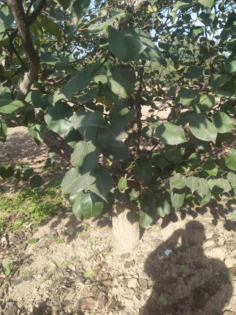 大量出售梨树，18一35有2000棵