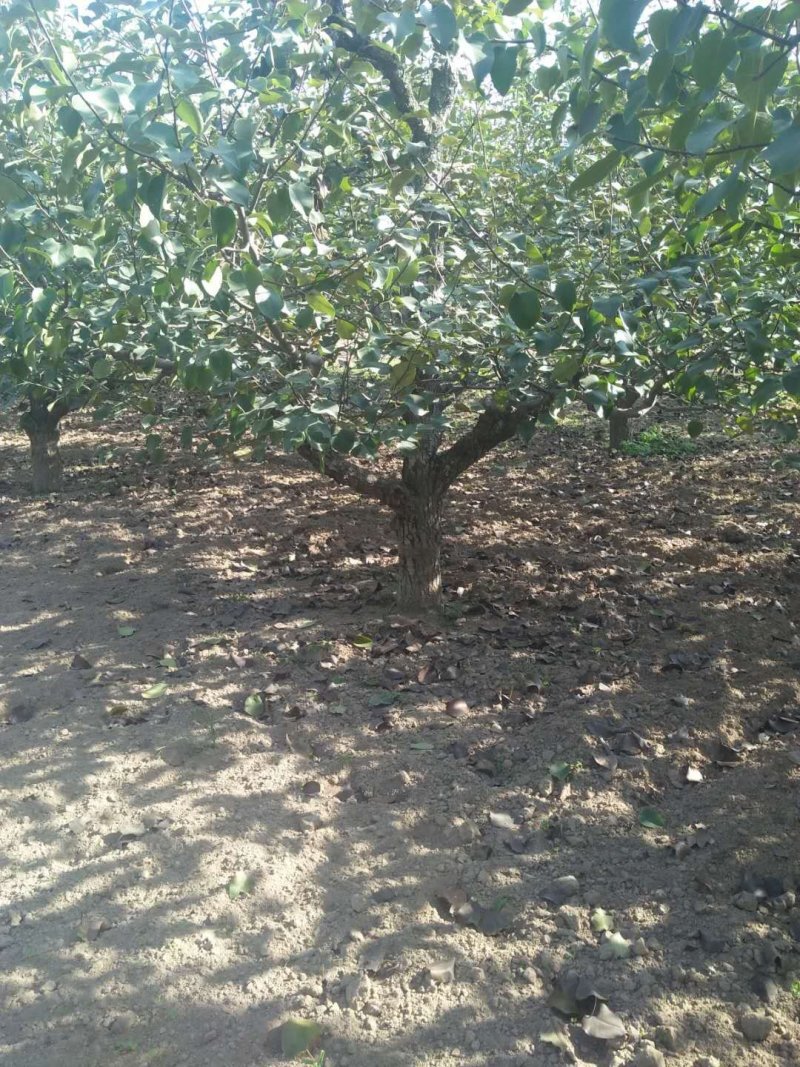 大量出售梨树，18一35有2000棵