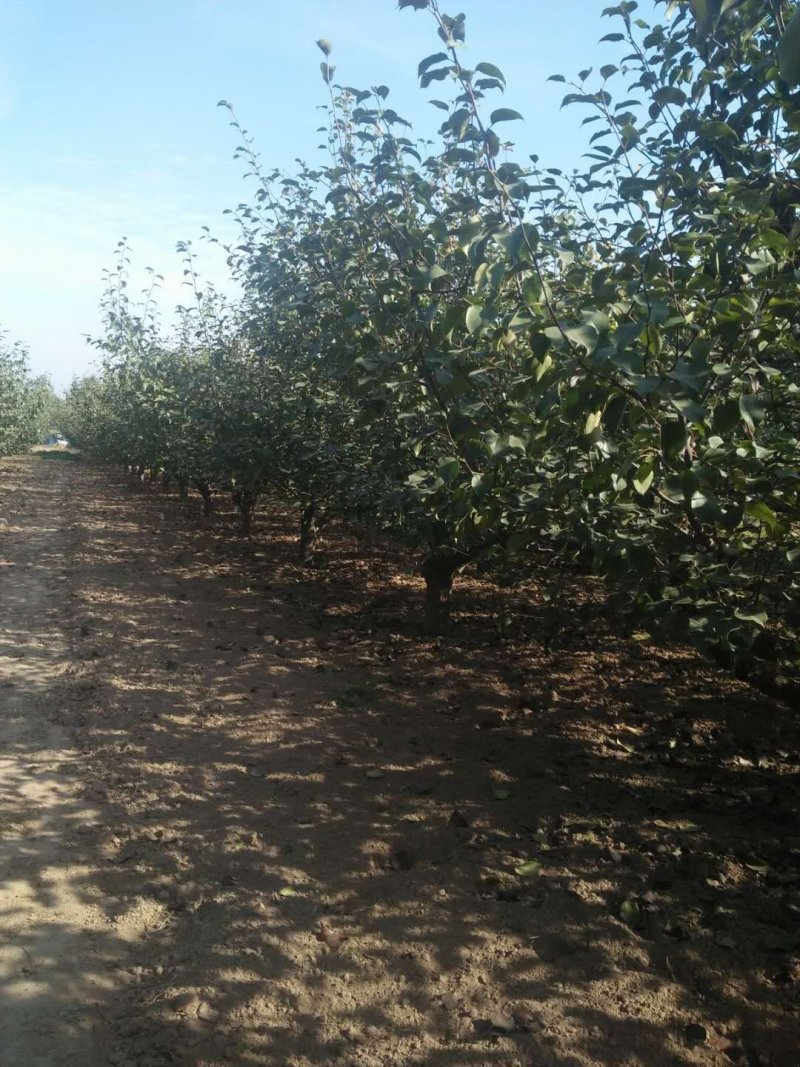 大量出售梨树，18一35有2000棵