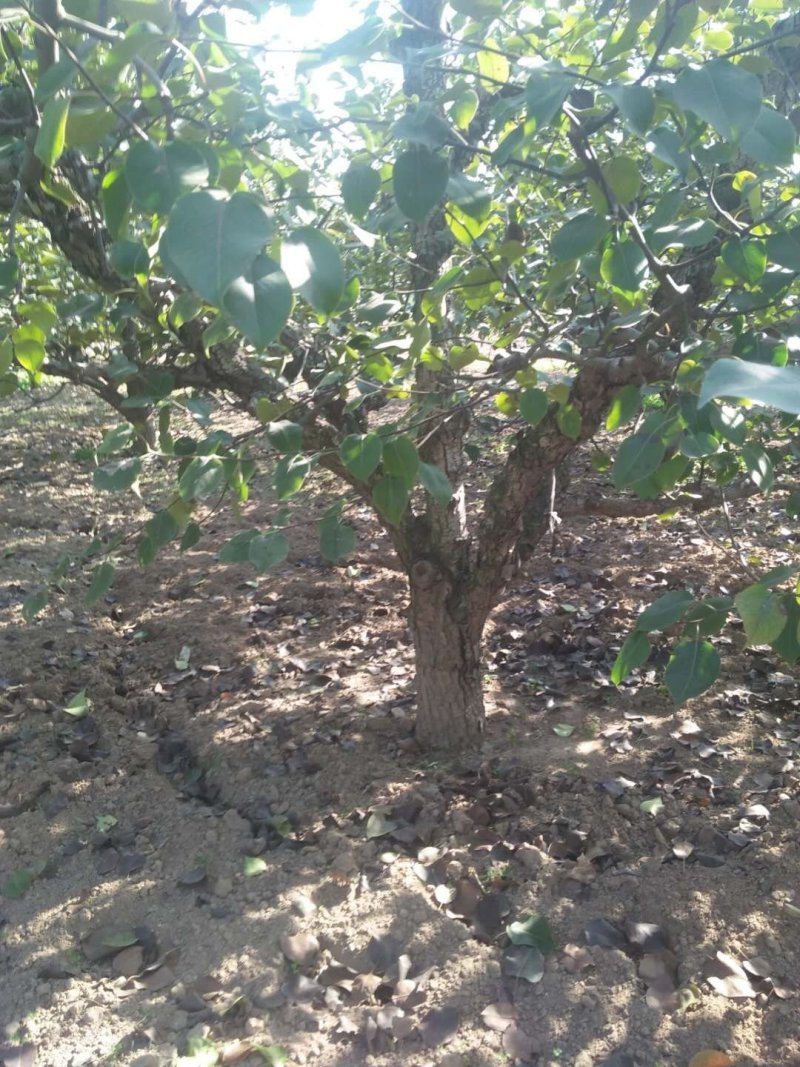大量出售梨树，18一35有2000棵