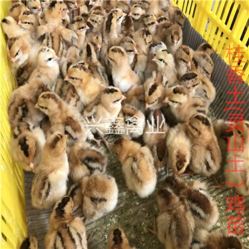 桂山土鸡(灵山土鸡)苗