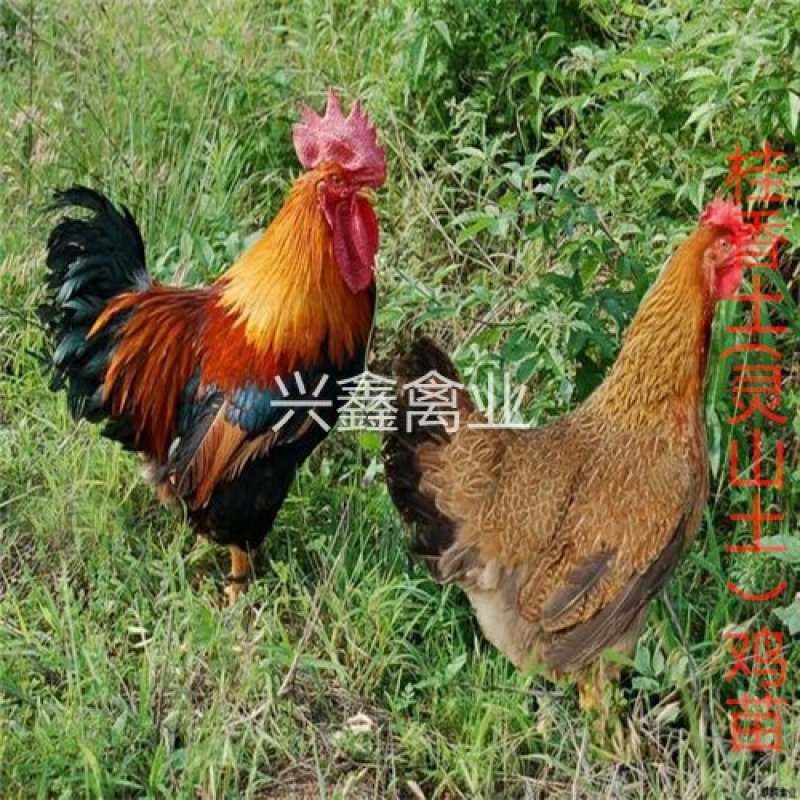 桂山土鸡(灵山土鸡)苗