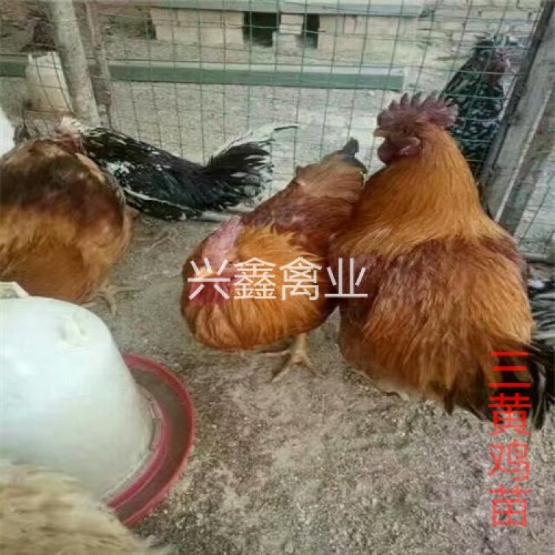 三黄鸡苗