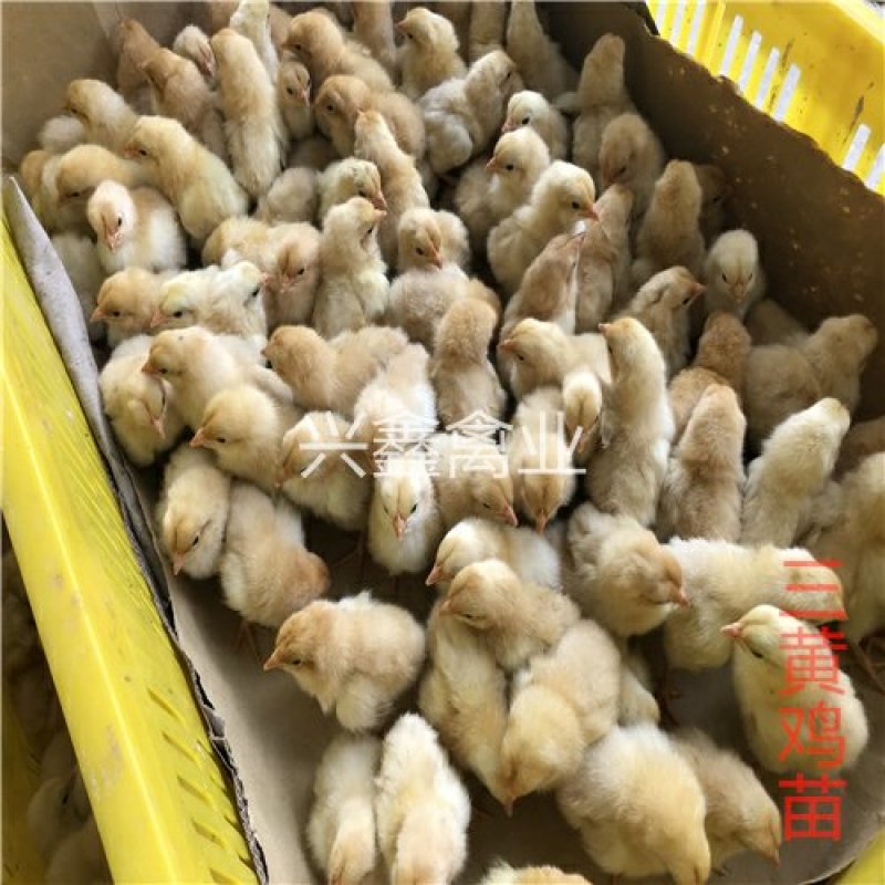 三黄鸡苗