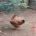 三黄鸡苗