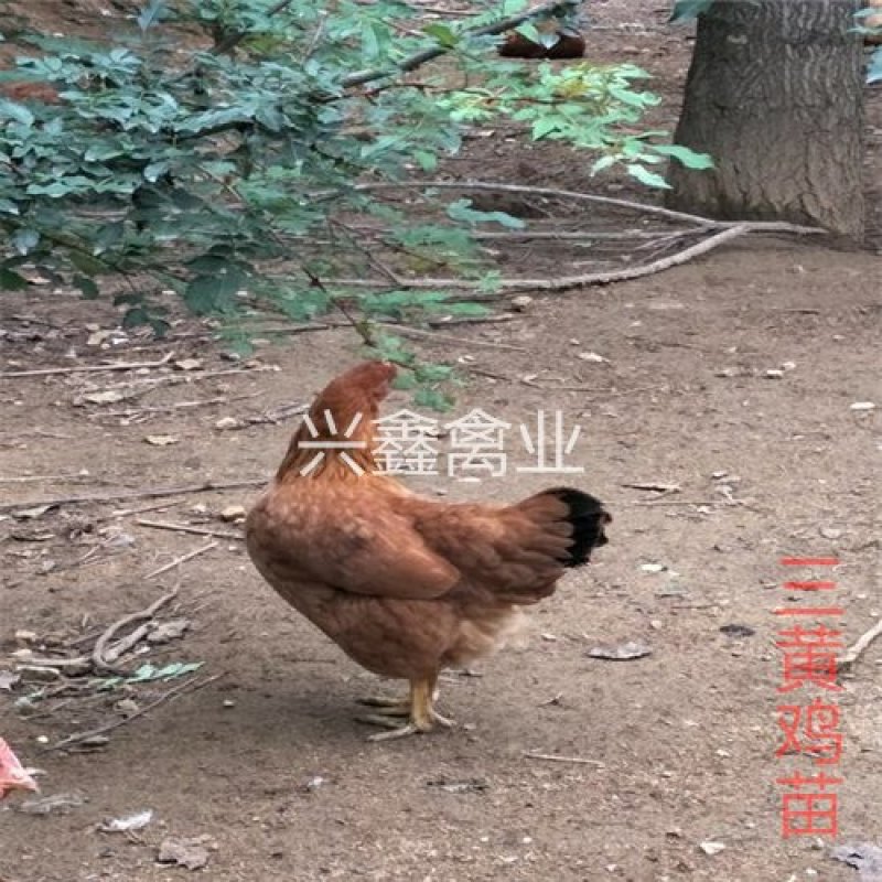 三黄鸡苗