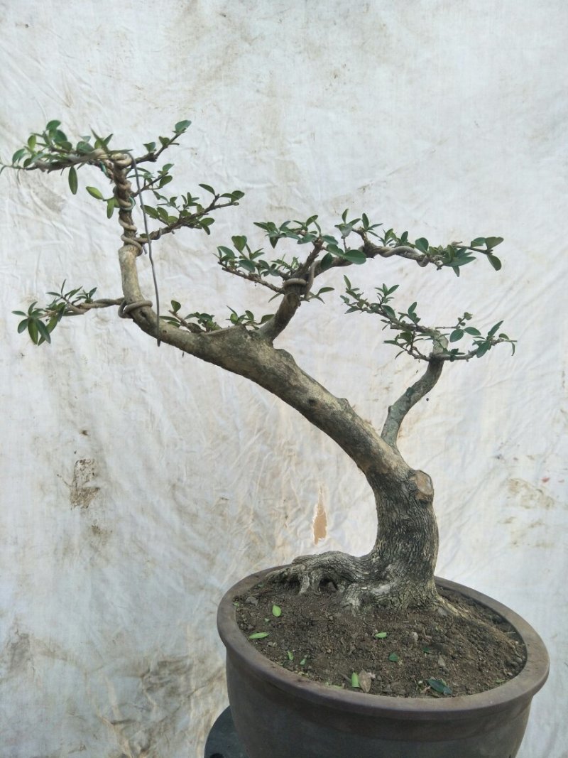 黄杨盒景