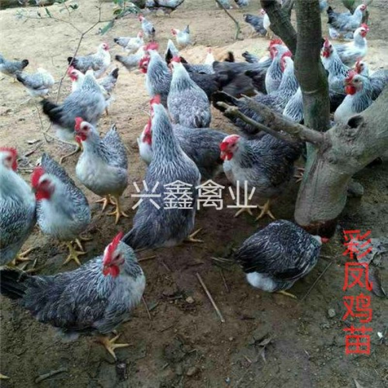 彩凤鸡苗