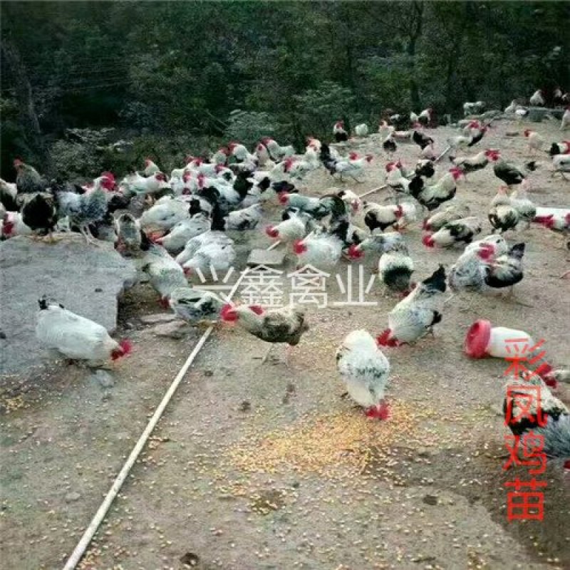 彩凤鸡苗