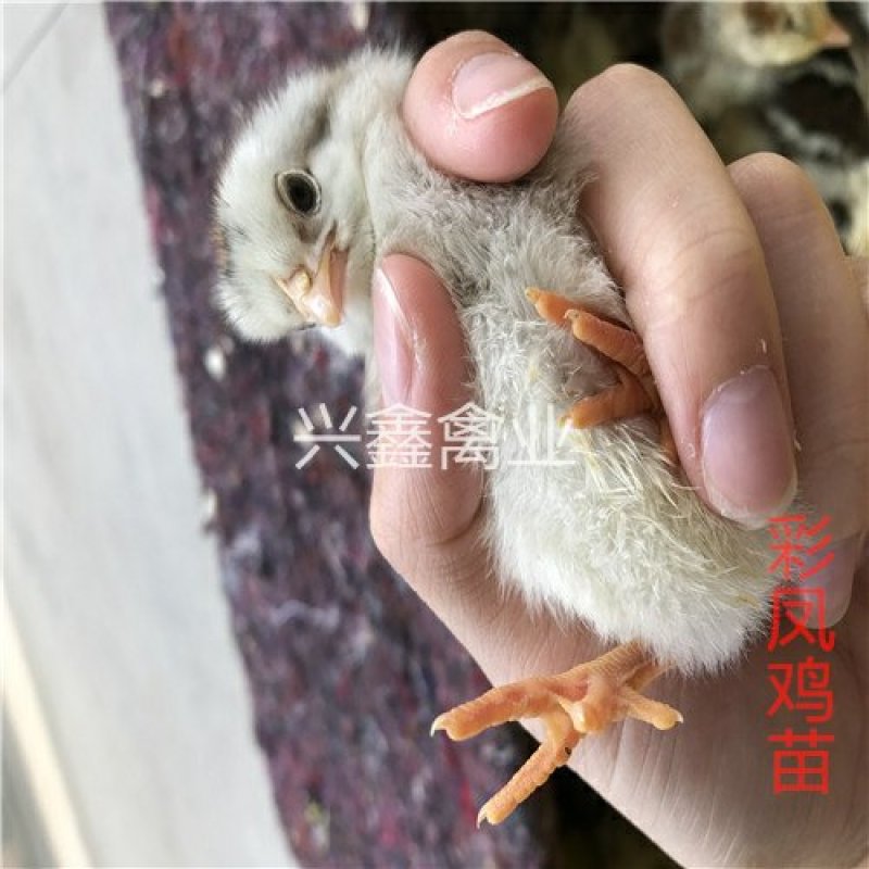 彩凤鸡苗