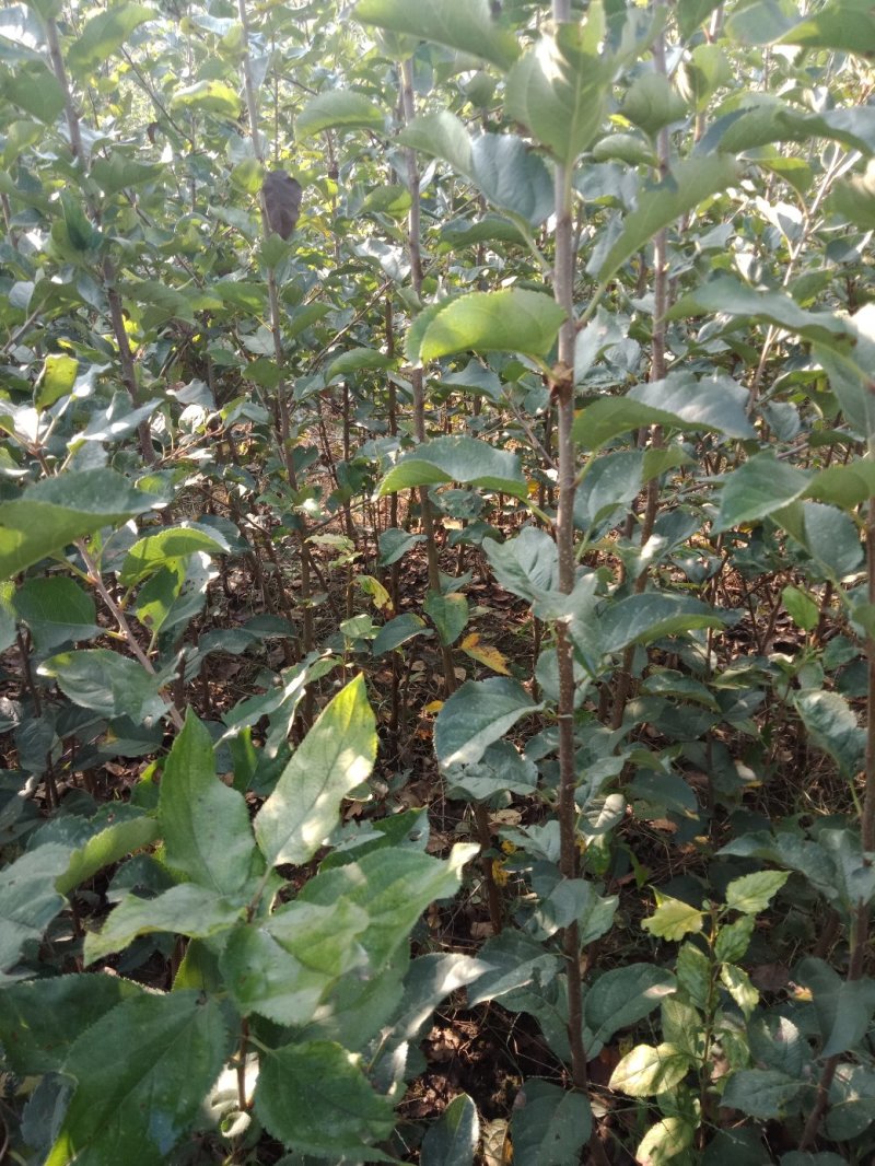 大量出售苹果苗。梨树苗。秋月梨苗，砀山梨苗想法的请联系