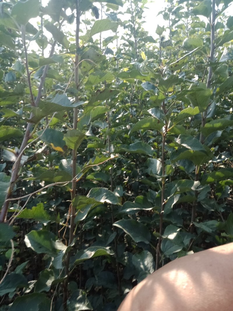 大量出售苹果苗。梨树苗。秋月梨苗，砀山梨苗想法的请联系