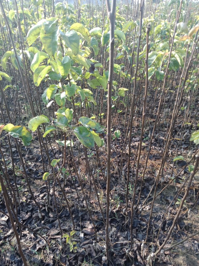 大量出售苹果苗。梨树苗。秋月梨苗，砀山梨苗想法的请联系