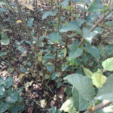 大量出售苹果苗。梨树苗。秋月梨苗，砀山梨苗想法的请联系