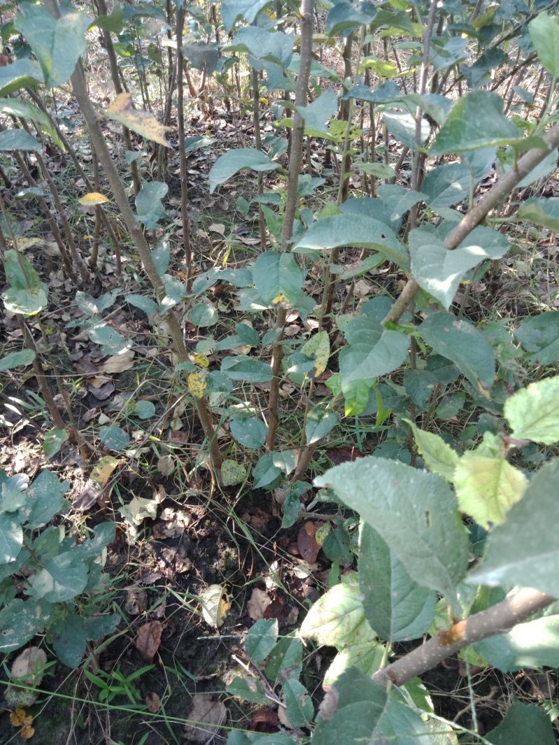 大量出售苹果苗。梨树苗。秋月梨苗，砀山梨苗想法的请联系