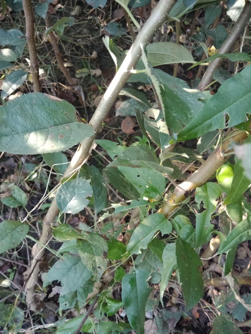大量出售苹果苗。梨树苗。秋月梨苗，砀山梨苗想法的请联系