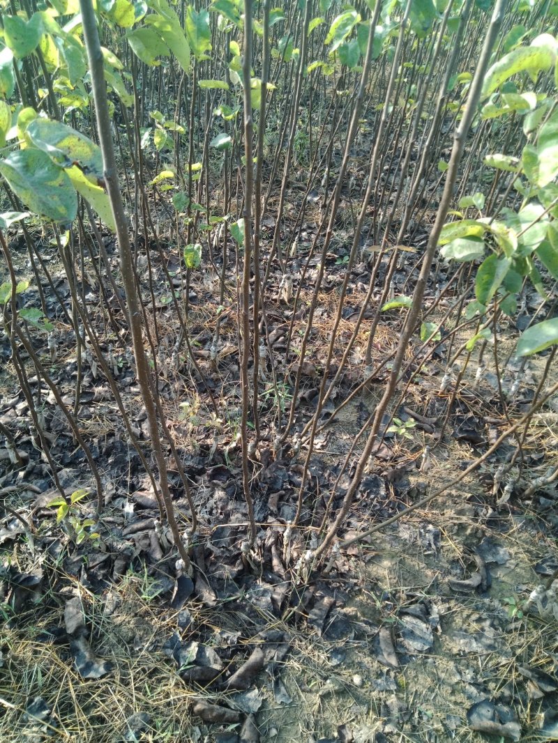 大量出售苹果苗。梨树苗。秋月梨苗，砀山梨苗想法的请联系