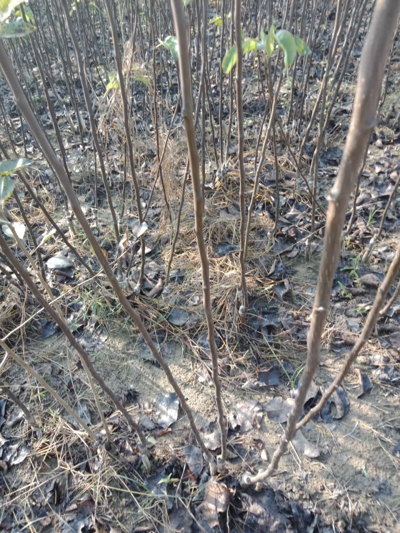 大量出售苹果苗。梨树苗。秋月梨苗，砀山梨苗想法的请联系