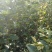 大量出售苹果苗。梨树苗。秋月梨苗，砀山梨苗想法的请联系