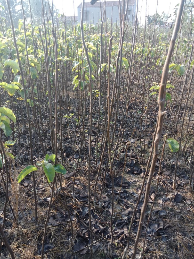 大量出售苹果苗。梨树苗。秋月梨苗，砀山梨苗想法的请联系