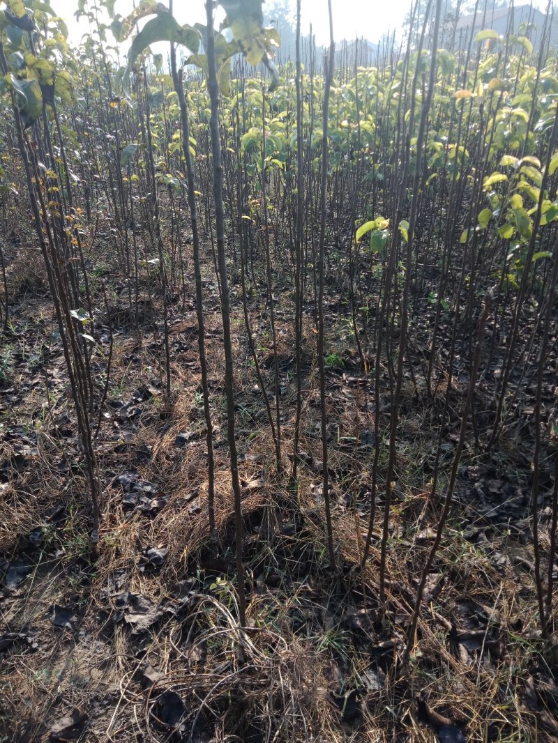 大量出售苹果苗。梨树苗。秋月梨苗，砀山梨苗想法的请联系
