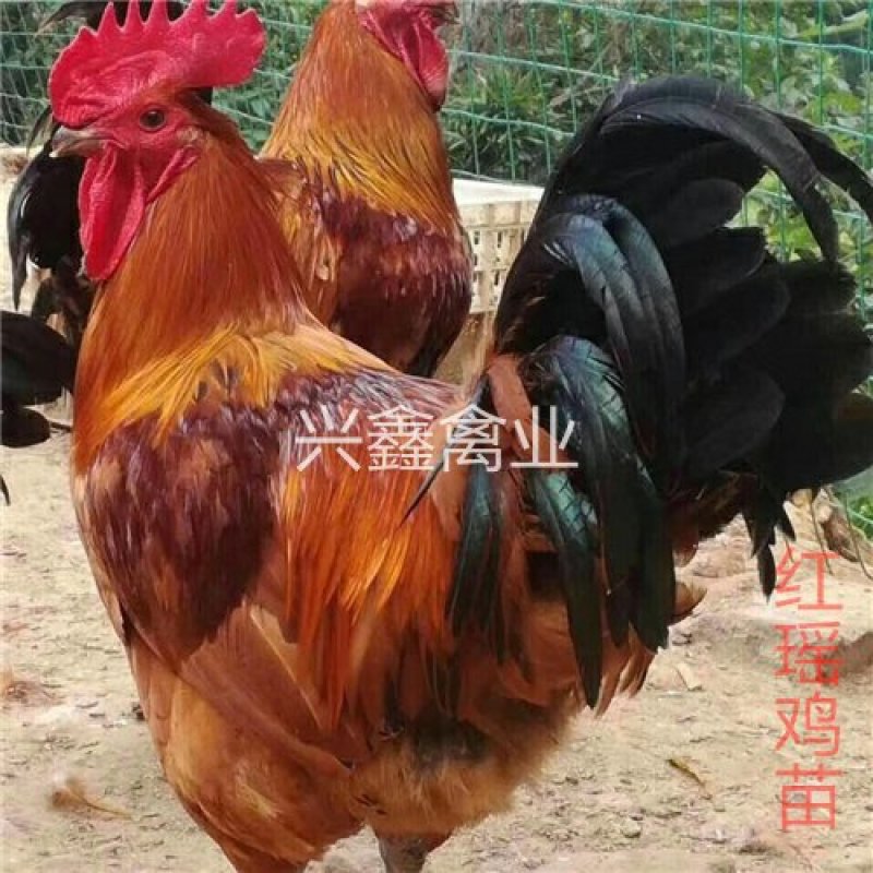 红瑶鸡苗