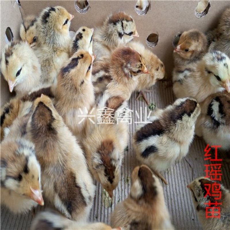 红瑶鸡苗