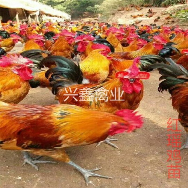红瑶鸡苗