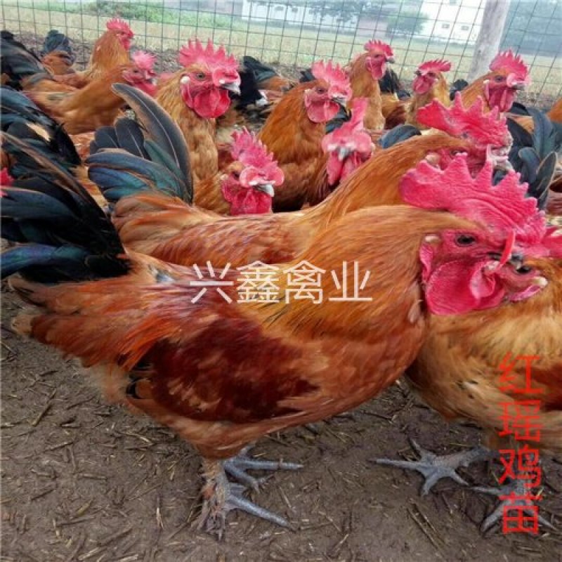 红瑶鸡苗