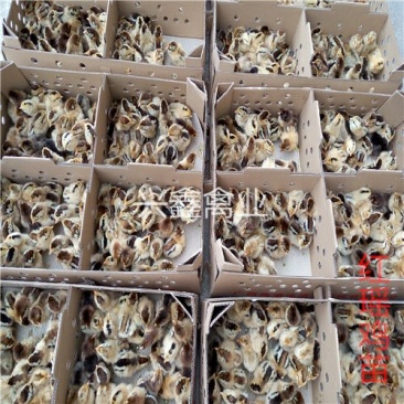 红瑶鸡苗