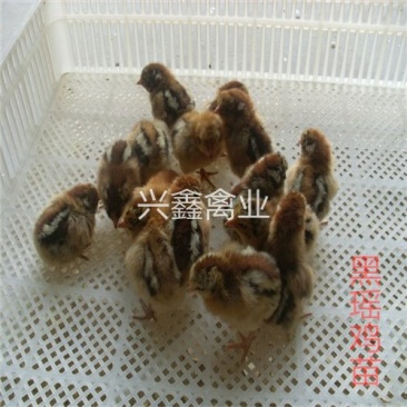 黑瑶鸡苗
