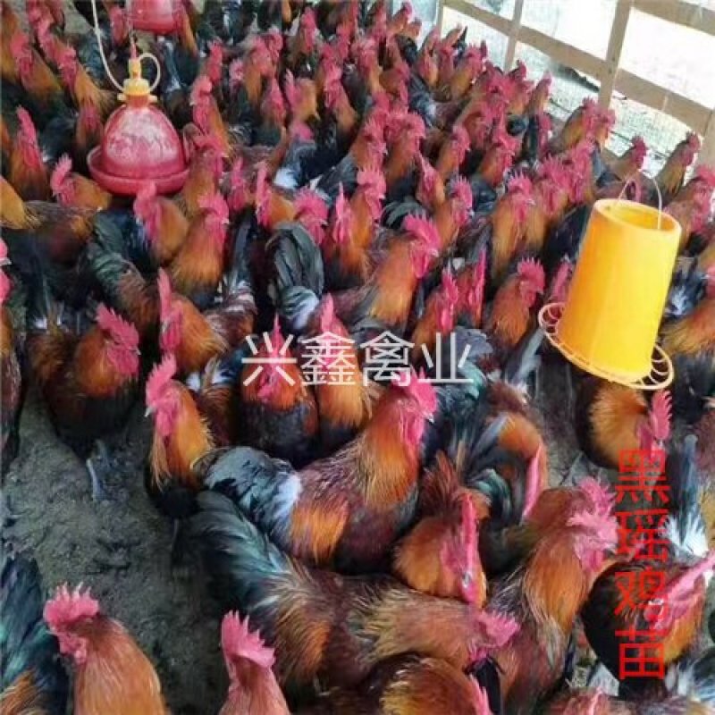 黑瑶鸡苗
