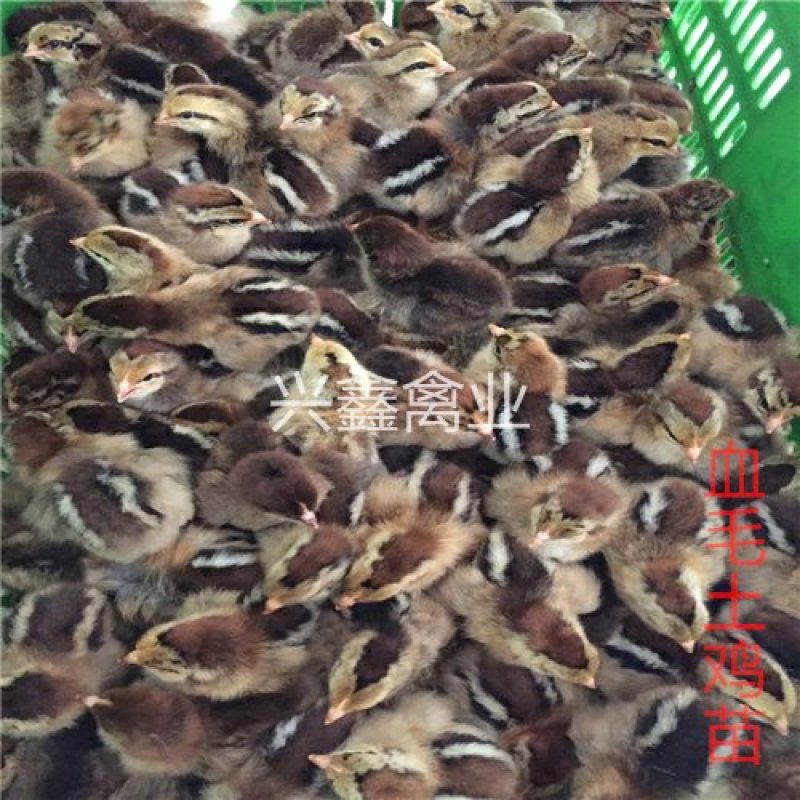 血毛土鸡苗